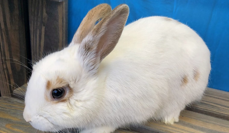 Rabbits in Los Angeles looking for their furr-ever homes