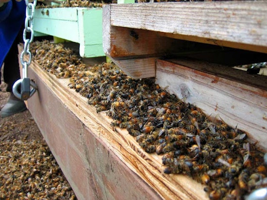 Awful Person Kills Thousands of Bees at Hayes Valley Farm
