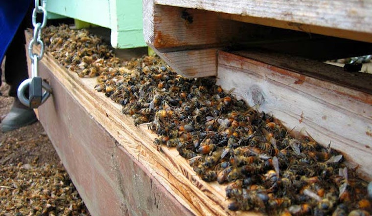Awful Person Kills Thousands of Bees at Hayes Valley Farm