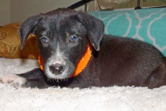 Puppies in Jacksonville looking for their furr-ever homes