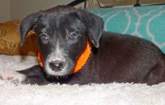Puppies in Jacksonville looking for their furr-ever homes