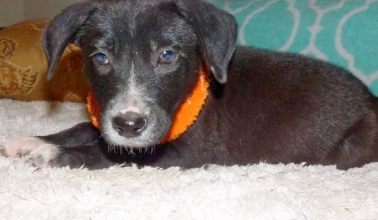 Puppies in Jacksonville looking for their furr-ever homes