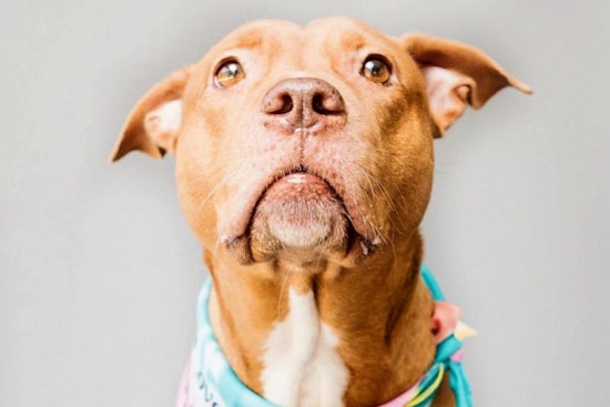 Dogs in Orlando looking for their furr-ever homes