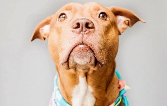 Dogs in Orlando looking for their furr-ever homes