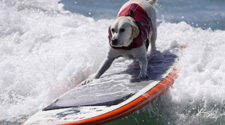 ABC7 Weekend: Dog Surfing Championships, Breakup Comedy Show & 'Stilettos For Shanghai'