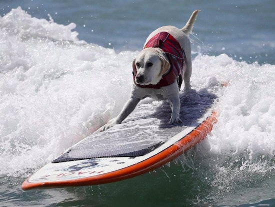 ABC7 Weekend: Dog Surfing Championships, Breakup Comedy Show & 'Stilettos For Shanghai'