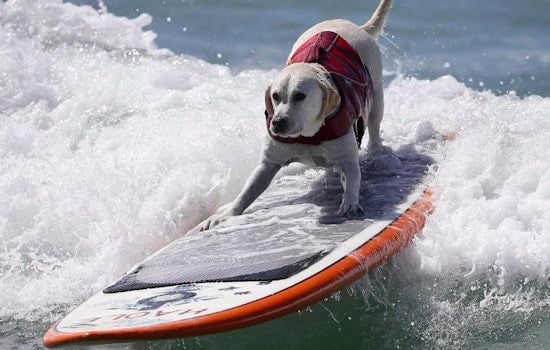 ABC7 Weekend: Dog Surfing Championships, Breakup Comedy Show & 'Stilettos For Shanghai'