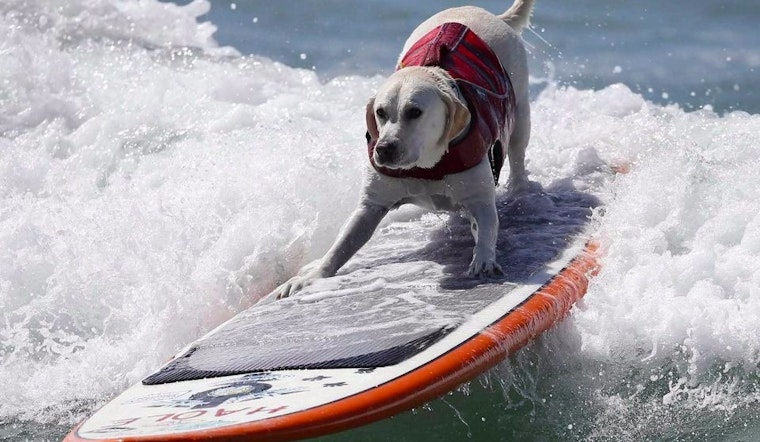 ABC7 Weekend: Dog Surfing Championships, Breakup Comedy Show & 'Stilettos For Shanghai'