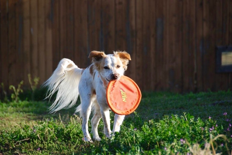 Dogs in Fort Worth looking for their furr-ever homes