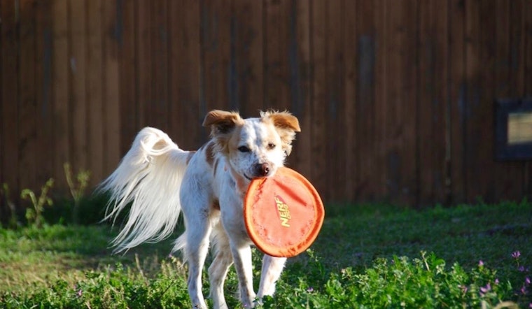 Dogs in Fort Worth looking for their furr-ever homes
