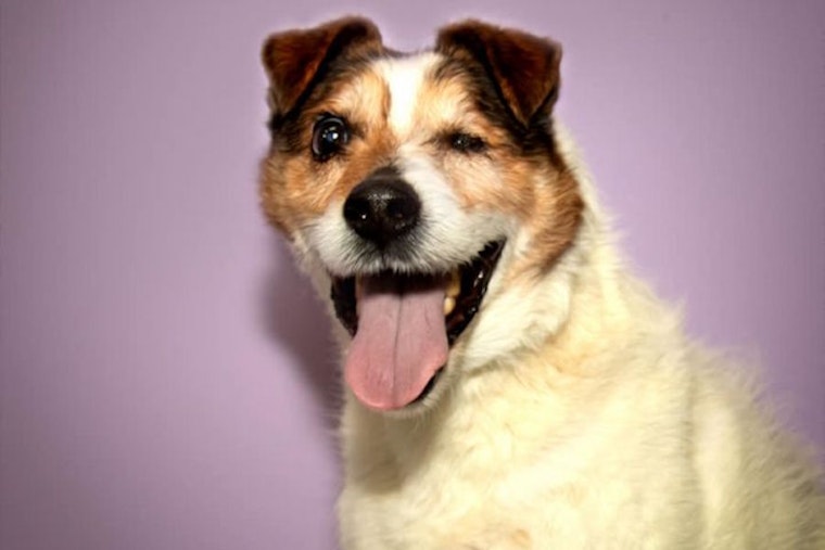 Dogs in Stockton looking for their furr-ever homes