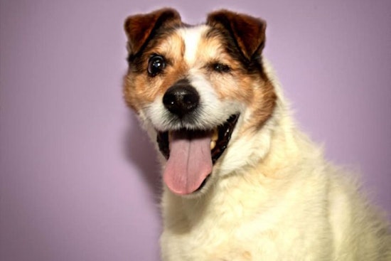 Dogs in Stockton looking for their furr-ever homes