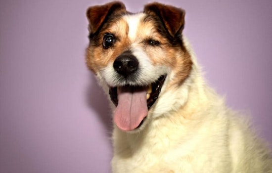 Dogs in Stockton looking for their furr-ever homes