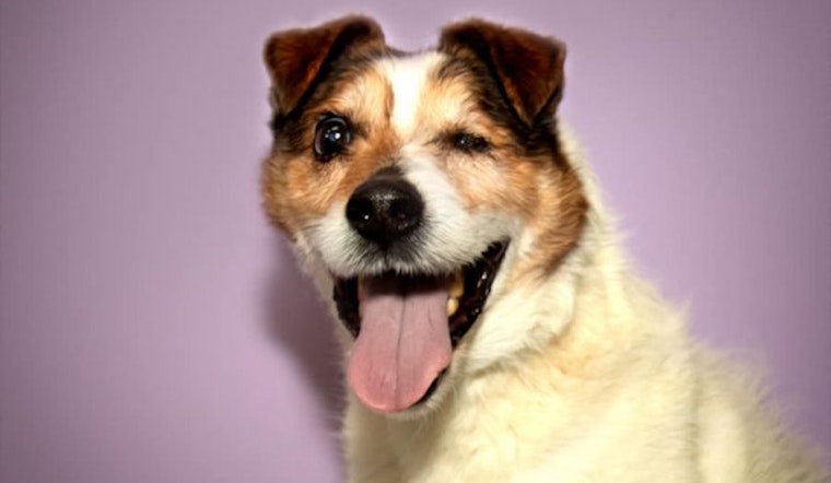 Dogs in Stockton looking for their furr-ever homes