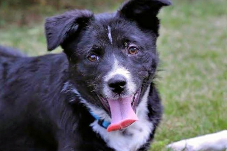 Puppies in New York City looking for their furr-ever homes