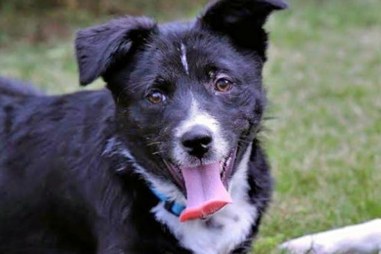 Puppies in New York City looking for their furr-ever homes