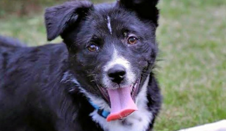Puppies in New York City looking for their furr-ever homes