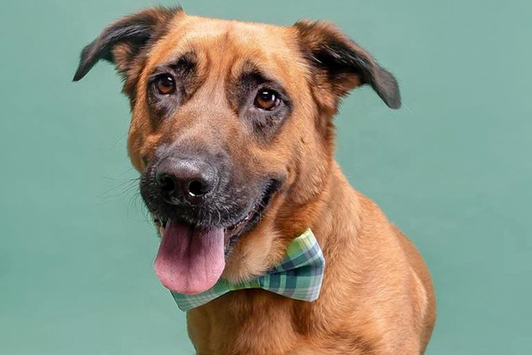 Dogs in Washington looking for their furr-ever homes