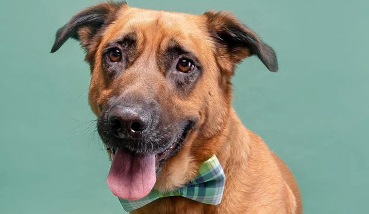 Dogs in Washington looking for their furr-ever homes