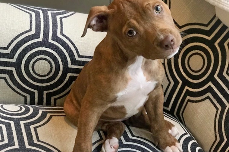 Puppies in Boston looking for their furr-ever homes