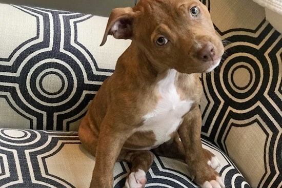 Puppies in Boston looking for their furr-ever homes