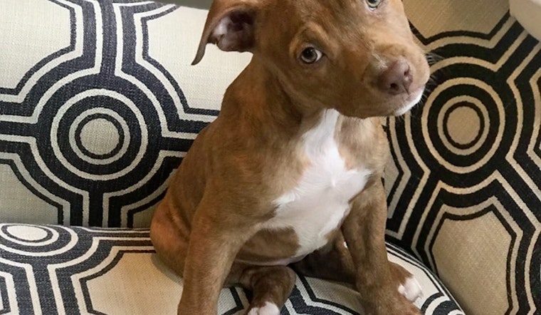Puppies in Boston looking for their furr-ever homes