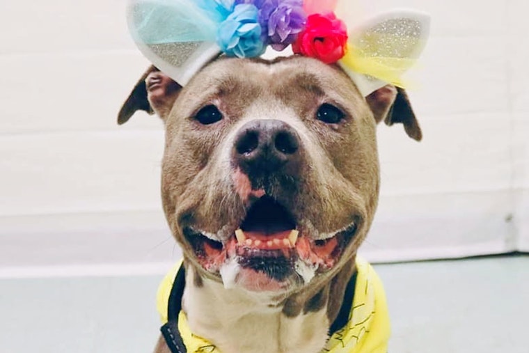 Dogs in Philadelphia looking for their furr-ever homes