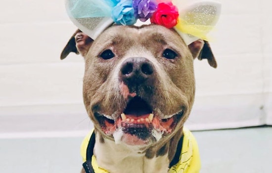 Dogs in Philadelphia looking for their furr-ever homes