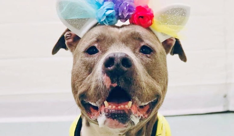Dogs in Philadelphia looking for their furr-ever homes