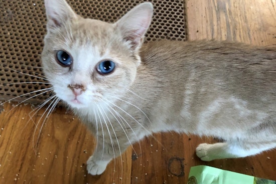 Cats in Baltimore looking for their furr-ever homes