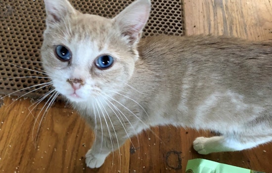 Cats in Baltimore looking for their furr-ever homes