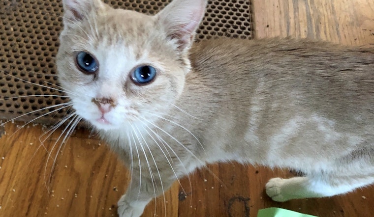 Cats in Baltimore looking for their furr-ever homes