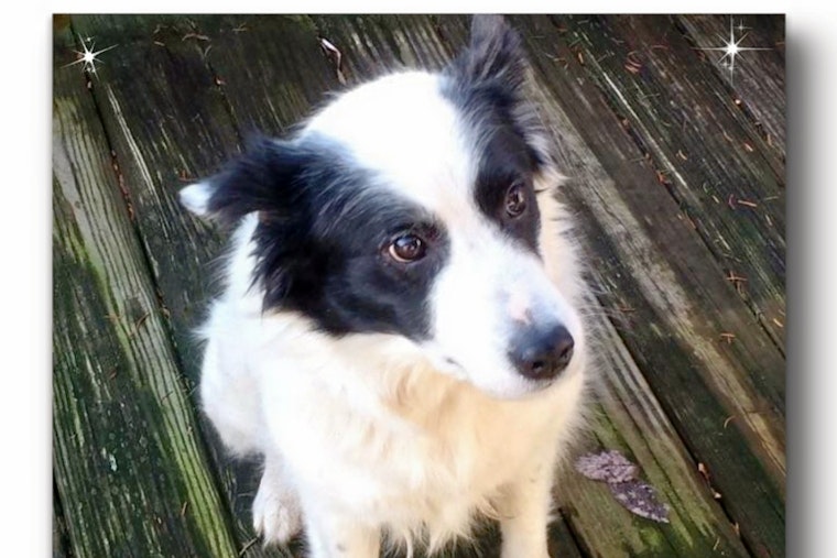 Dogs in Columbus looking for their furr-ever homes