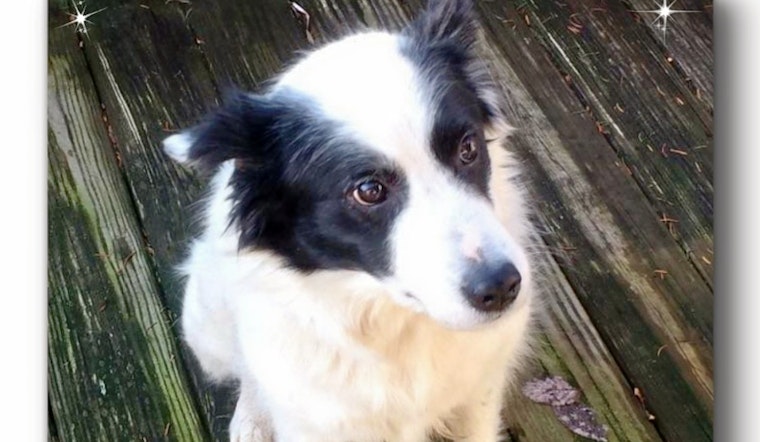 Dogs in Columbus looking for their furr-ever homes