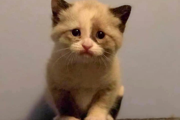 Kittens in Cleveland looking for their furr-ever homes