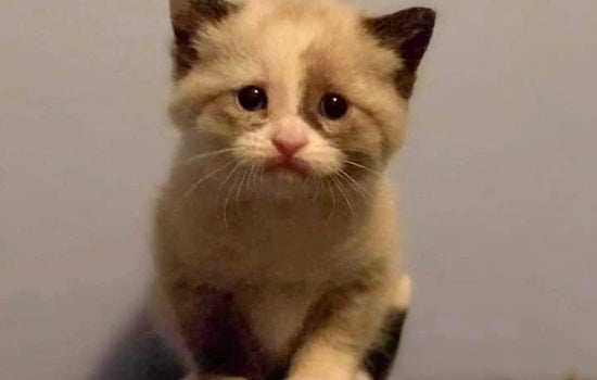 Kittens in Cleveland looking for their furr-ever homes