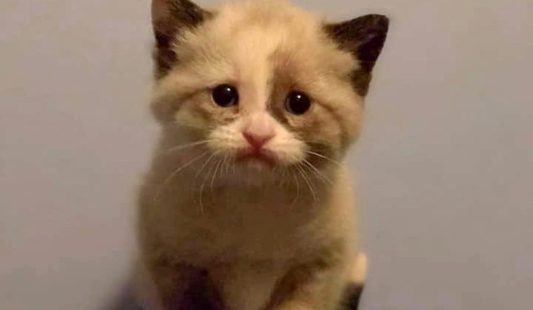Kittens in Cleveland looking for their furr-ever homes