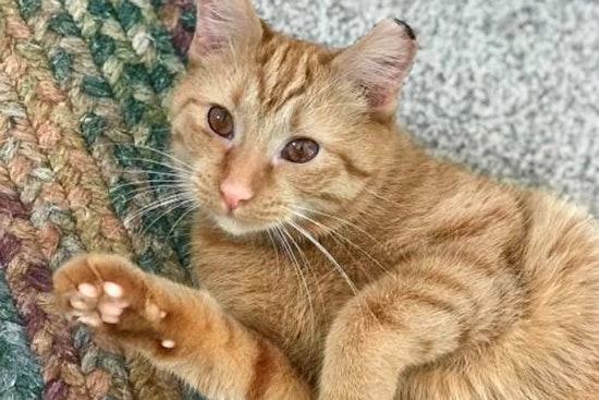 Kittens in Cincinnati looking for their furr-ever homes