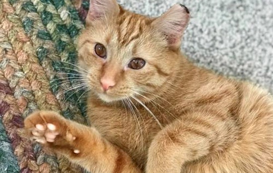 Kittens in Cincinnati looking for their furr-ever homes