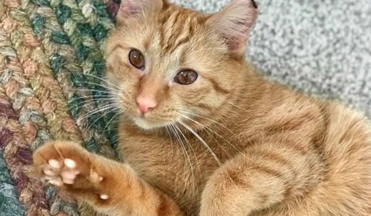 Kittens in Cincinnati looking for their furr-ever homes