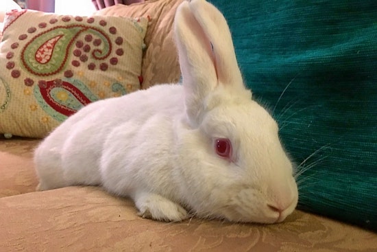Rabbits in Louisville looking for their furr-ever homes