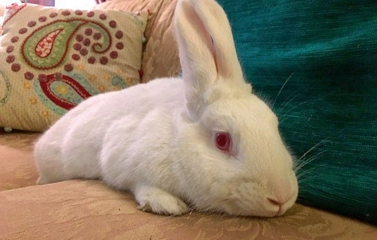 Rabbits in Louisville looking for their furr-ever homes