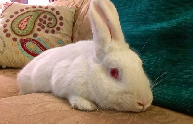 Rabbits in Louisville looking for their furr-ever homes