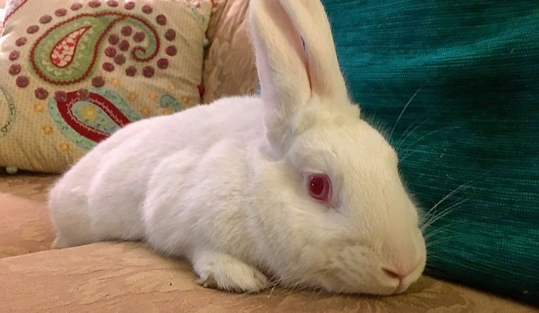 Rabbits in Louisville looking for their furr-ever homes