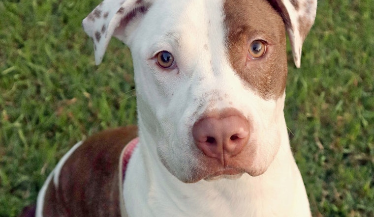 Puppies in Raleigh looking for their furr-ever homes