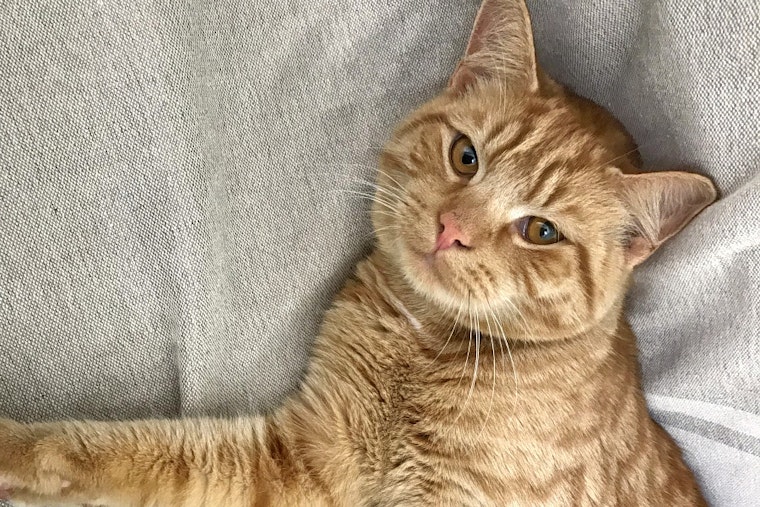 Kittens in Charlotte looking for their furr-ever homes