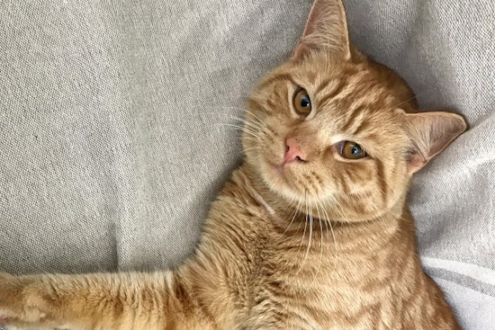 Kittens in Charlotte looking for their furr-ever homes