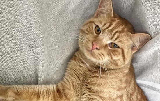 Kittens in Charlotte looking for their furr-ever homes