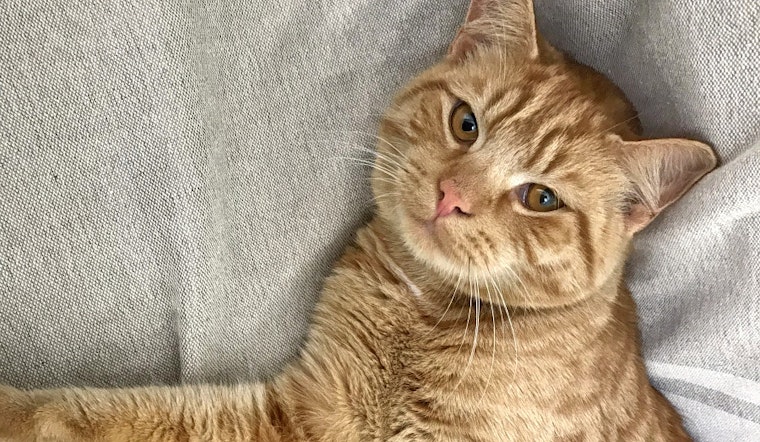 Kittens in Charlotte looking for their furr-ever homes