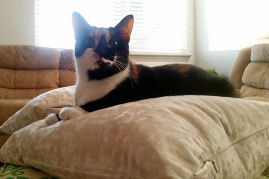 Cats in Jacksonville looking for their furr-ever homes